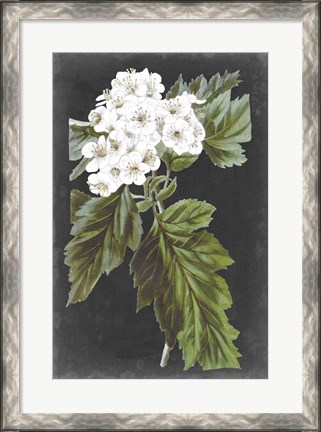 Framed Dramatic White Flowers IV Print