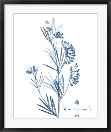 Framed Antique Botanical in Blue IX Print