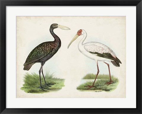 Framed Antique Waterbirds I Print