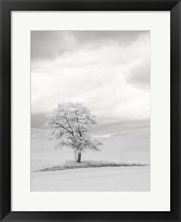 Framed Infrared of Lone Tree in Wheat Field 1 Print