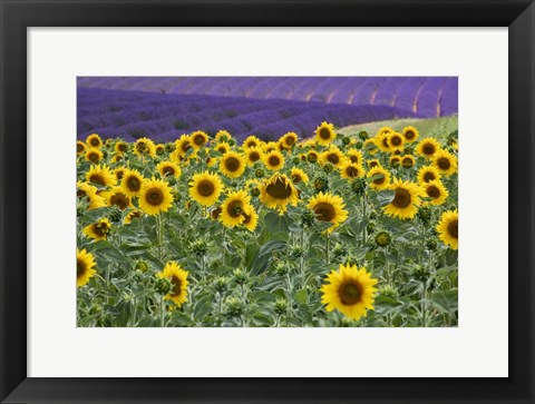 Framed Sunflowers Blooming Near Lavender Fields During Summer Print