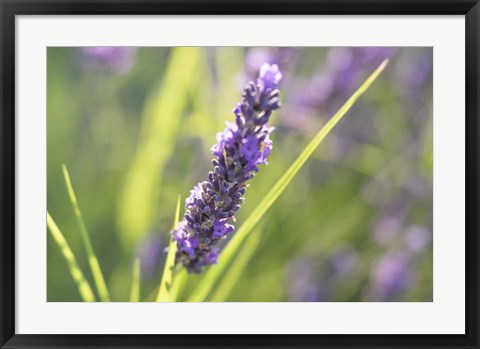 Framed Close-Up Of Lavender Blooms Print