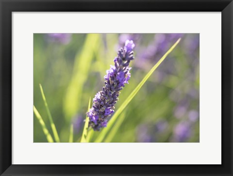Framed Close-Up Of Lavender Blooms Print