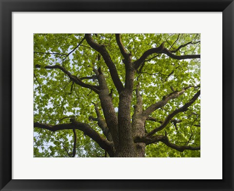 Framed Giant Oak Hainich Woodland In Thuringia, Germany Print