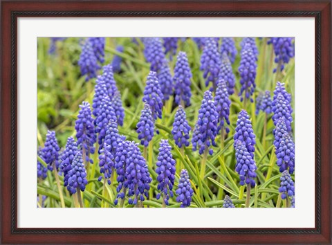 Framed Grape Hyacinth Print