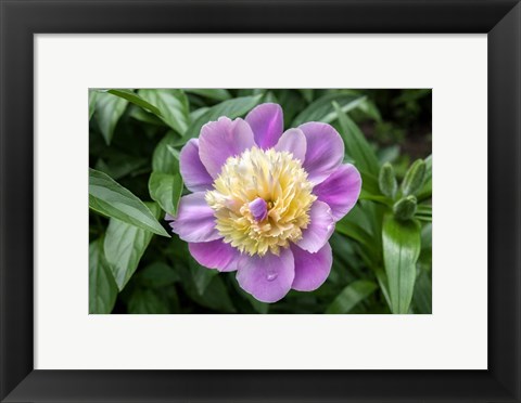Framed Pink And Pale Yellow Peony Print