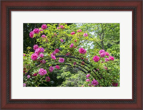 Framed Arbor Of Pink Roses Print