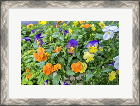 Framed Pansies With Morning Dew Print