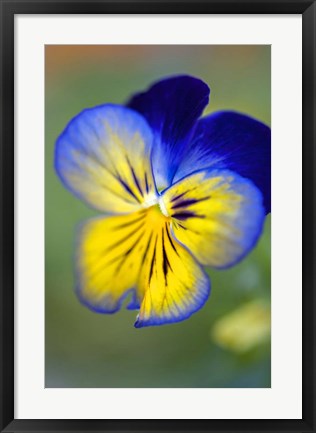Framed Blue And Yellow Pansy Print