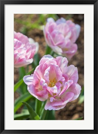 Framed Pink Double Tulips Print
