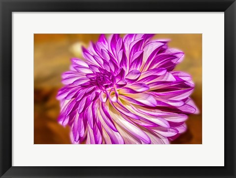 Framed Purple And White Dahlia, RC Diane Brazil Print