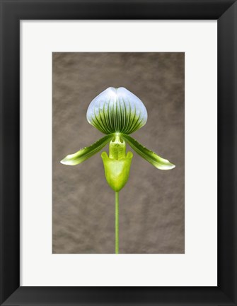 Framed Magnificum Orchid Print