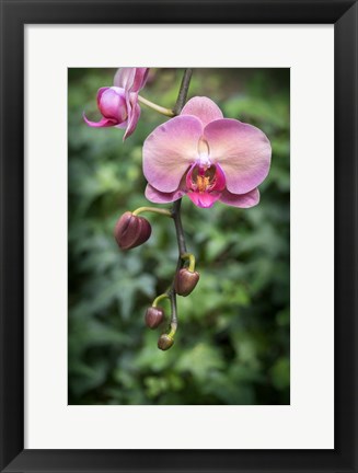 Framed Pink Orchid Print