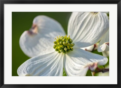 Framed White Dogwood Flowers Print