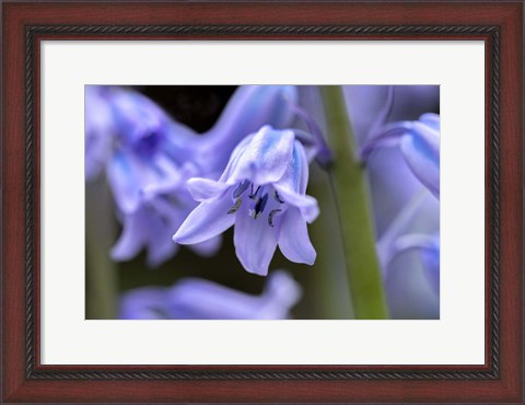 Framed English Wood Hyacinth 1 Print