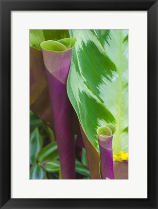 Framed Tropical Foliage Detail 2 Print