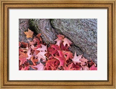 Framed Red Maple Leaves Print