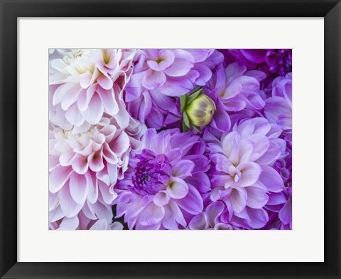Framed Flower Pattern With Large Group Of Lavender Flowers Print