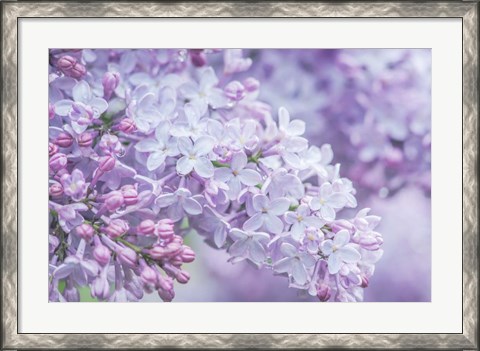 Framed Lilac Close-Up Print