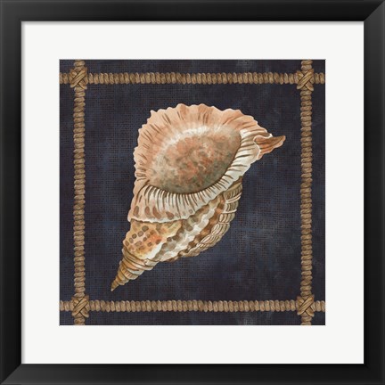 Framed Seashell on Navy VI Print