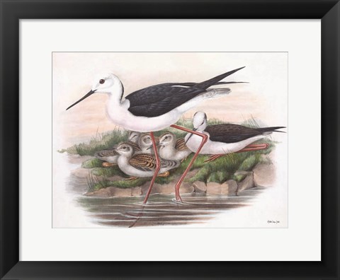 Framed Goulds Coastal Bird V Print