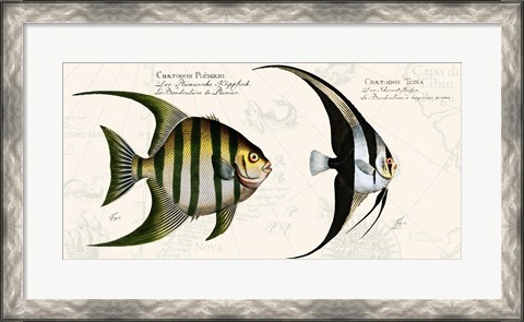 Framed Tropical fish II,  After Bloch Print