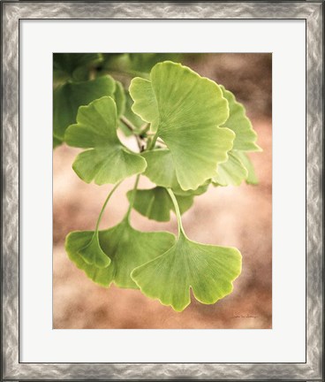 Framed Sprouting Ginkgo IV Print