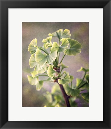 Framed Sprouting Ginkgo I Print