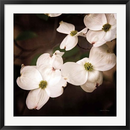 Framed White Dogwood III Print