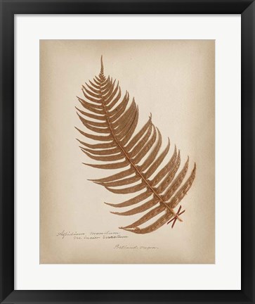 Framed Ferns in Book V Burgundy Print