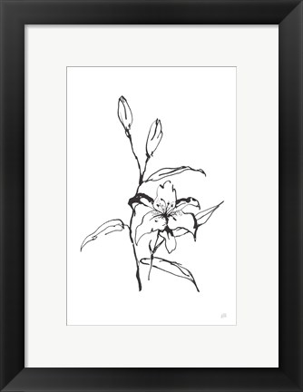 Framed Line Tiger Lily Print