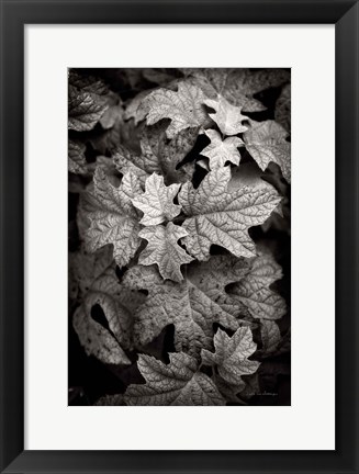 Framed Hydrangea Leaves in Black and White Print