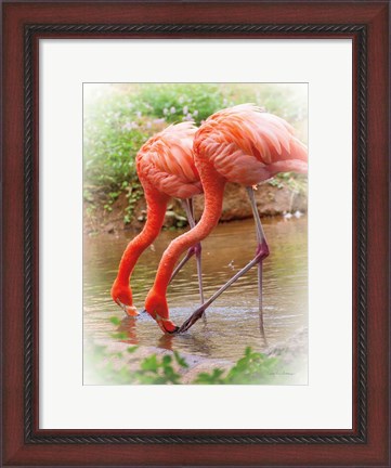 Framed Two Flamingos Print