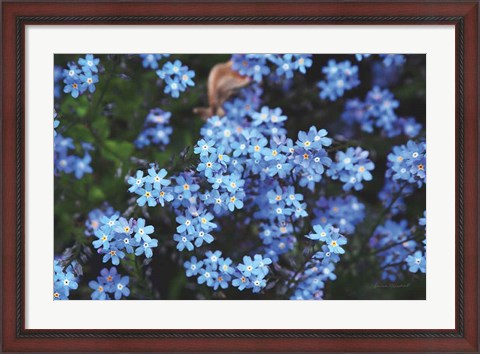 Framed Forget Me Nots III Print