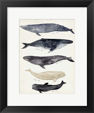 Framed Whale Chart II Print