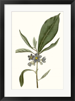 Framed Soft Blue Botanicals II Print