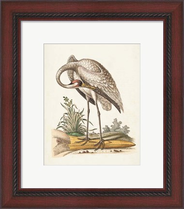 Framed Antique Heron &amp; Cranes IV Print