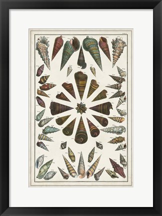 Framed Grand Seba Shells II Print