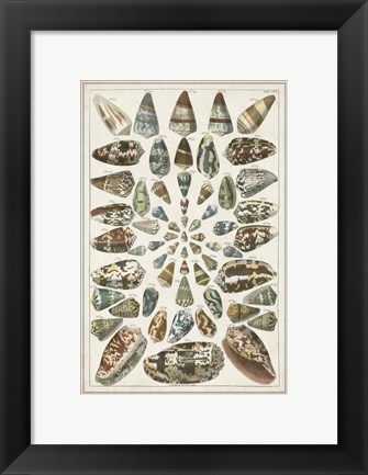 Framed Grand Seba Shells V Print