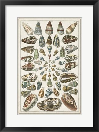 Framed Grand Seba Shells V Print