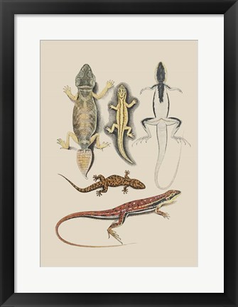 Framed Antique Lizards IV Print