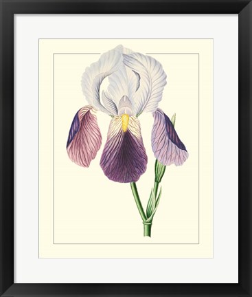 Framed Purple Irises I Print