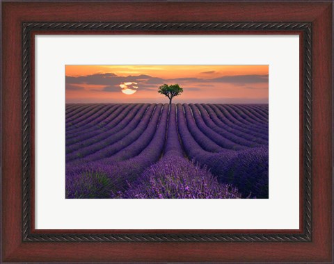 Framed For the Love of Lavender Print