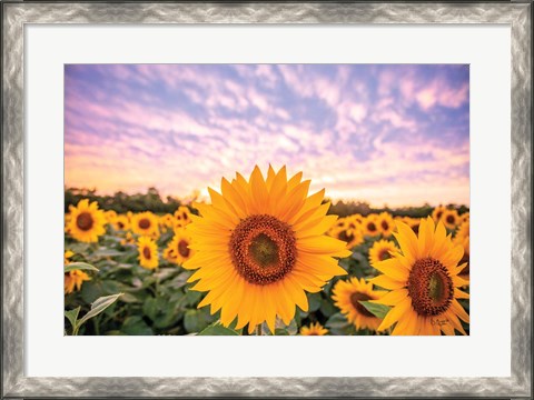 Framed Sunflower Sunset Print