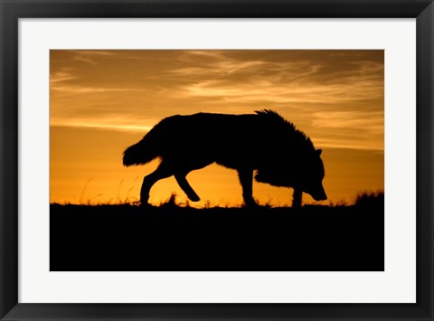 Framed Sunset Wolf Print