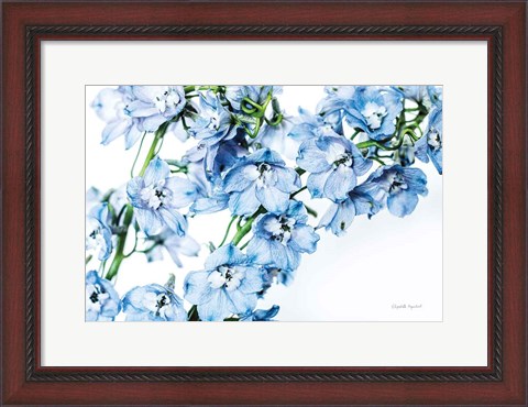 Framed Freshly Picked Delphinium II Print