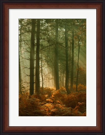 Framed Wyre Forest 3 Print