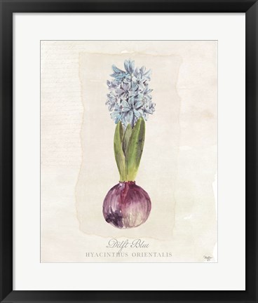 Framed Hyacinthus Orientalis I Print