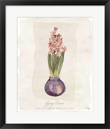 Framed Hyacinthus Orientalis II Print