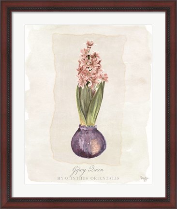 Framed Hyacinthus Orientalis II Print